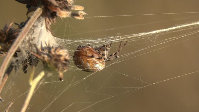 Four Spot Orb-Weaver (Araneus quadratus) spider  sits in anticipation of the victim