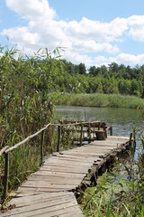 Fototapeta premium wooden bridge in forest