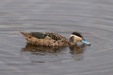 Sarcelle hottentote,.Spatula hottentota, Hottentot Teal