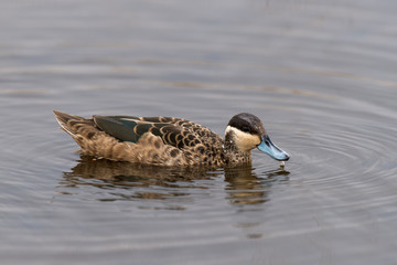 Sarcelle hottentote,.Spatula hottentota, Hottentot Teal