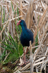 Talève sultane, Poule sultane,.Porphyrio porphyrio, Western Swamphen