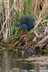 Talève sultane, Poule sultane,.Porphyrio porphyrio, Western Swamphen