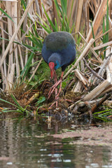 Talève sultane, Poule sultane,.Porphyrio porphyrio, Western Swamphen