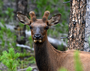 Elk in the Forest