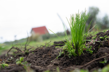 Reforestación de Pino Jauregui