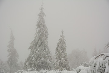 black forest trees in winter