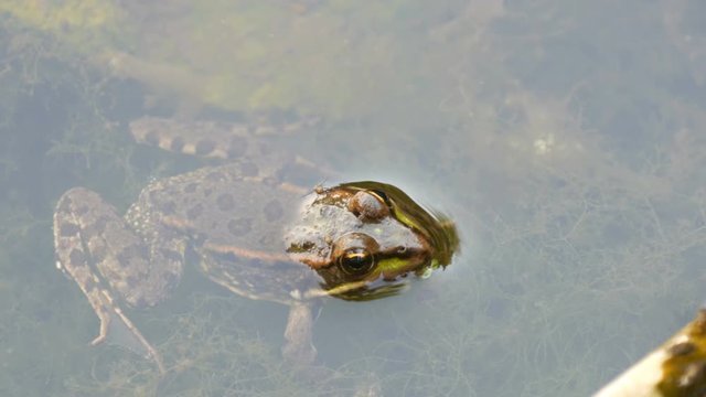 Freshwater frog sitting in the water