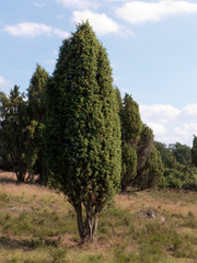 Wanderung durch die Lüneburger Heide auf dem Heidschnuckenweg.