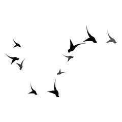 Bird Logo Template vector illustration
