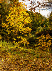Sunny autumn day in a neglected Park on the banks of the Murzink
