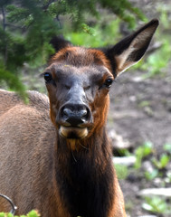 Elk hiding behind branches
