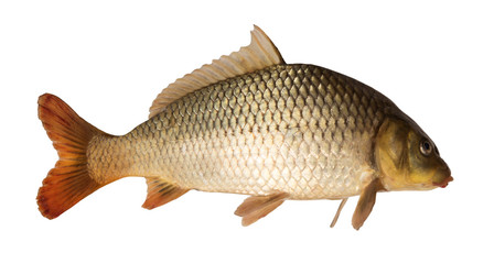 Common carp (Cyprinus carpio) isolated