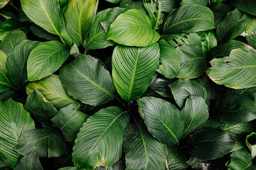 tropical leaf texture green leaves Background, foliage nature