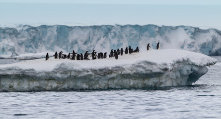 Colony of adelle penguins on iceberg of Antarctica