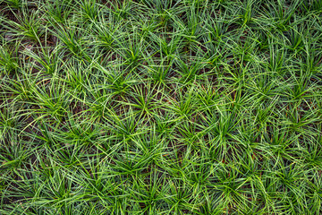View from above green grass background texture.