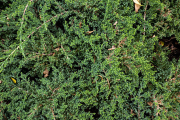Shrubbery Needles Bush background Close Up Texture