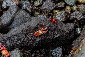 Galapagos Red Crabs