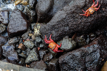 Galapagos Red Crabs