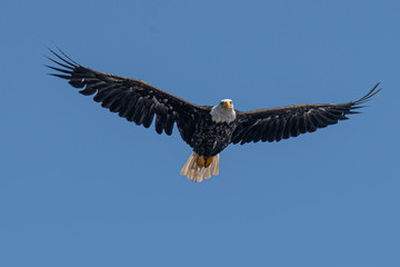 American Bald Eagle in Flight