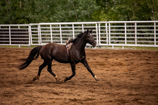 A black horse with bronc riggin running in an arena with a white fence in the background