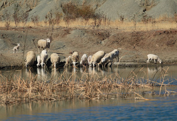 Fototapeta na wymiar Herd of sheep drinking from a dam in arid area 