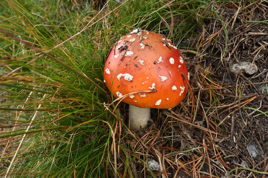 Toadstool
