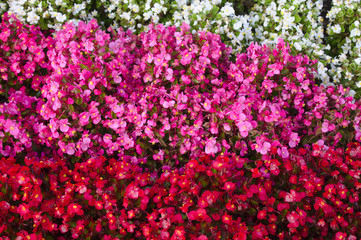 Semperflorens-Begonien