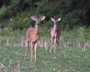 Small bucks in soybean field