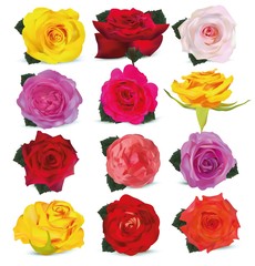 Collection yellow, red, beige, pink, purple, orange, red-yellow, roses. Delicate roses. Detailed retouch. Flowers close up. 3D realistic roses with green leaf on white background. Vector illustration.