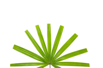 Green leaves of palm tree isolated on white background
