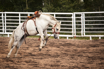 Side profile of a saddled white horse bucking in the soft dirt of an outdoor arena