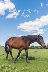 Obraz premium caballos