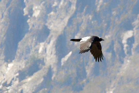 Il volo della cornacchia in alta montagna