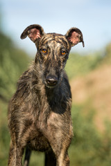 sanfter Windhund