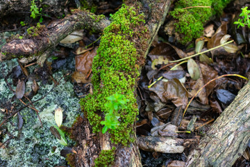 Floreana Island - Galapagos