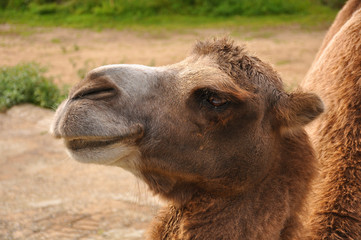 Camel in the zoo close-up. Animals, nature, mammals