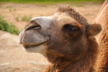 Camel in the zoo close-up. Animals, nature, mammals