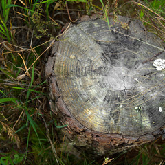 Tree trunk with visible rings