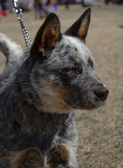 An Australian Cattle Dog at a dog show