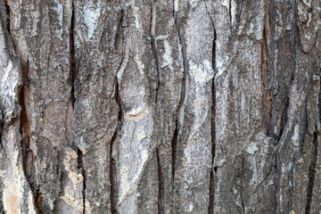 Closeup Tree Bark Texture For Background or Overlay