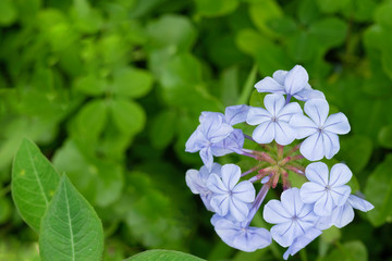 Small Purple Flower and green leaves around the top corner of nature.
