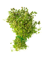 Obraz premium marjoram isolated on white background