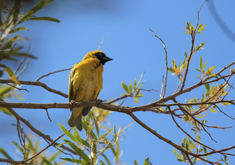 The southern masked weaver (Ploceus velatus)