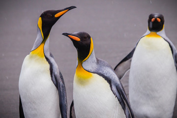 three king penguins in the snow