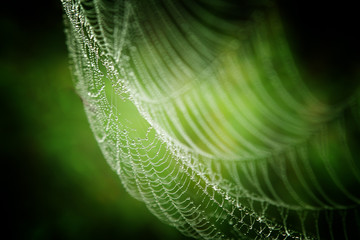 background spider web in morning dew drops on green grass. sun glare