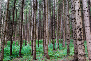 Fototapeta premium Young pine forest in the Carpathian mountains in Transylvania, Romania.
