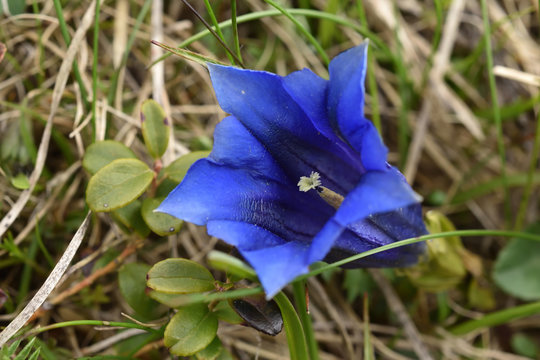 Bellflower
