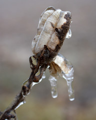 Ice hanging off of flower pod