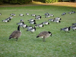 Branta canadensis © Norbert Wójtowicz
