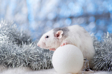 New Year concept. Cute white domestic rat in a New Year's decor. Symbol of the year 2020 is a rat. Gifts, toys, garlands, Christmas tree branches